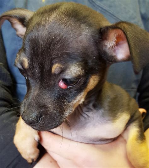 And to act as a guide for judges. Newt Puppy Cherry Eye - Helen Woodward Animal Center