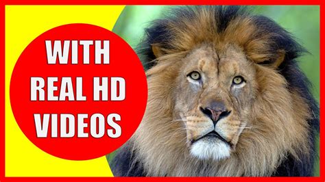 How long are female lions body? Lion Information for Kids: What do lions eat? Are lions ...