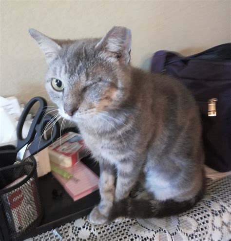 San diego county area cat adoption rescue and placement volunteer organization, we have cats and kittens for everyone. San Antonio Feral Cat Coalition