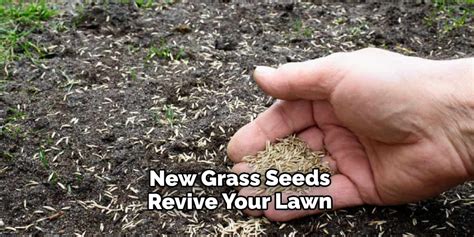 How To Reseed Dead Lawn Step By Step Guide 2024