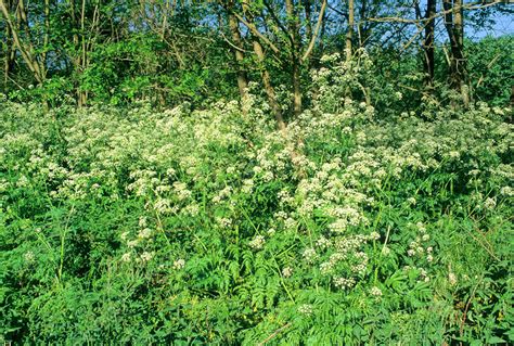 Cow Parsley Anthriscus Sylvestris Stock Image B8002838 Science Photo Library