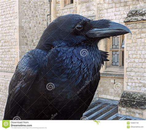 Raven Bird In London Stock Photo Image Of Large London 104601748