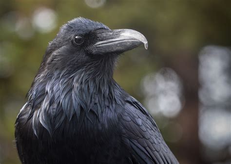 common raven idaho birds