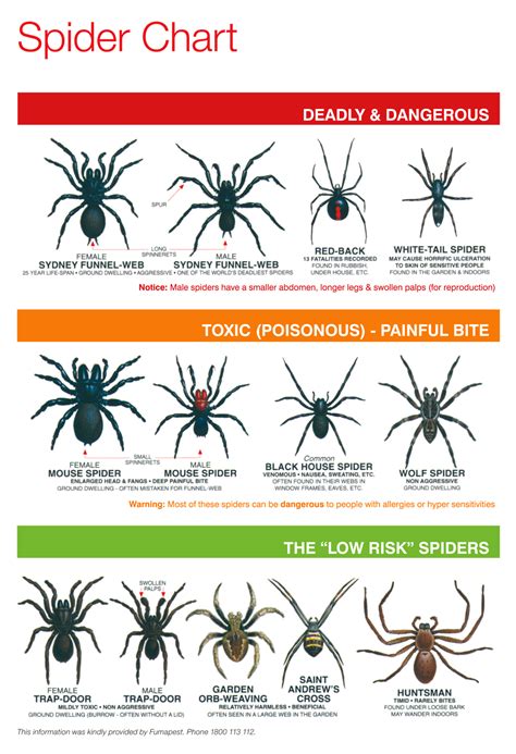 Spider Chart Spider Chart Spider Identification Chart Poisonous Spiders