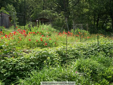 According to the national gardening association (nga), an estimated record 91 million households participated in one or more types of diy indoor and outdoor lawn and garden activities in 2005. How Does Your Garden Grow? - Laughing Duck Gardens & Cookery