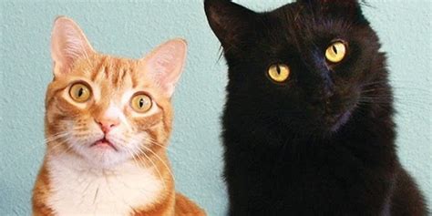 Why The Internet Loves Cats An Interview With Cole And Marmalade Huffpost