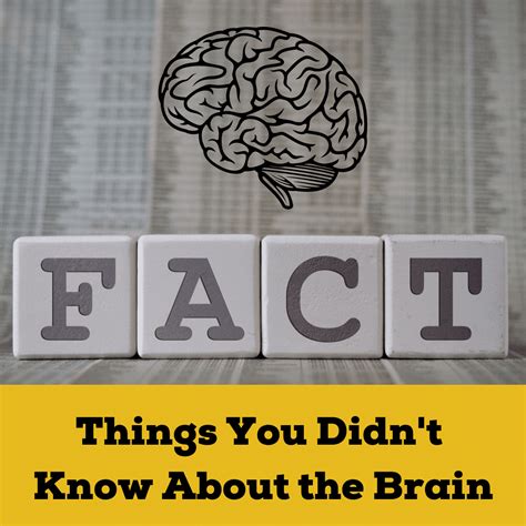 Things You Didnt Know About The Brain Premier Neurology And Wellness