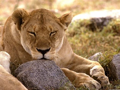 IMAGENES DE LEONES: IMAGEN LEONA DESCANSANDO