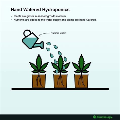 How Does Hydroponics Work Infographics Artofit