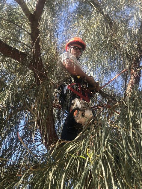 We will never ask you to wire money or pay with gift cards. Tree Trimming & Cleanup | Las Vegas, NV | Henrie Tree Service