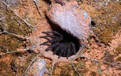 Trapdoor Spider