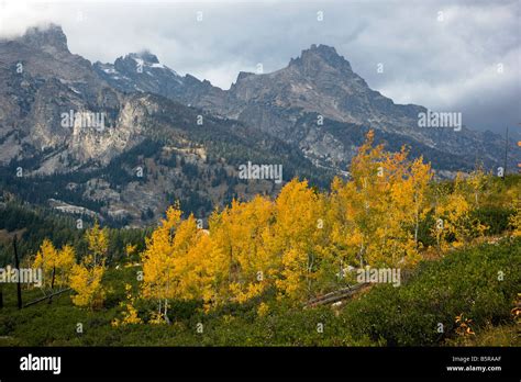 Aspen Trees Golden With Fall Color Near Taggart Lake Teton Mountains