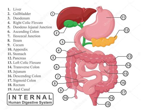 The Part Of Internal Human Digestive System Illustration — Stock Vector