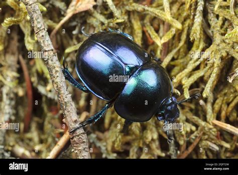 Earth Boring Dung Beetle Geotrupes Vernalis Stock Photo Alamy