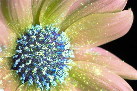 Amazing Photos Capture How Flowers Look Under Ultraviolet Light Huffpost