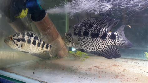 Follow our comprehensive guide to learn everything about breeding and caring for convict cichlids. Jaguar cichlid , breeding! - YouTube