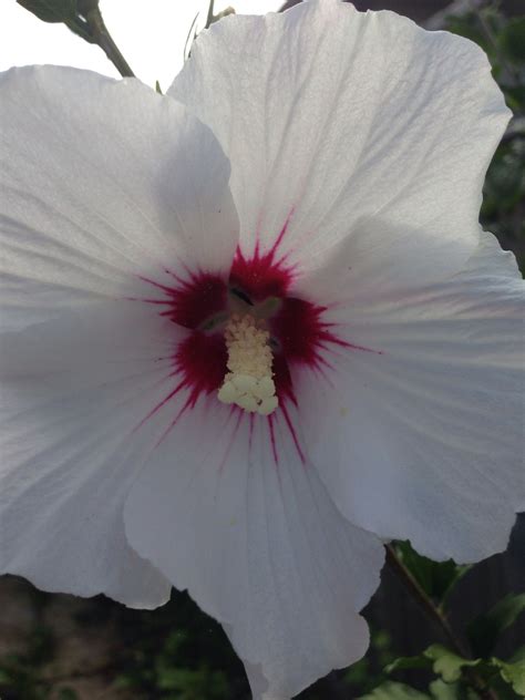 Maybe you would like to learn more about one of these? White rose of sharon | Rose of sharon, White roses, Flower ...