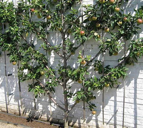How To Espalier Apple Trees Tips For Pruning Multi Grafting