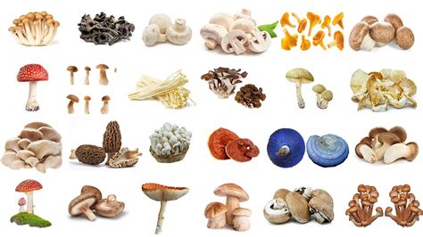 Mushroom Mushrooms Name In English In English With Pictures Types Of Mushroom Youtube