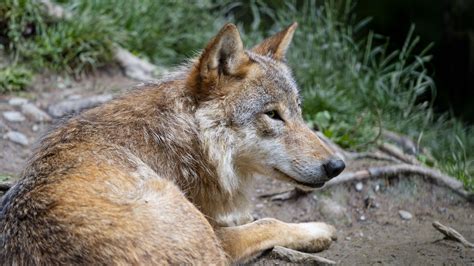 The packs have 6~10 animals. Download wallpaper 1920x1080 wolf, predator, glance ...