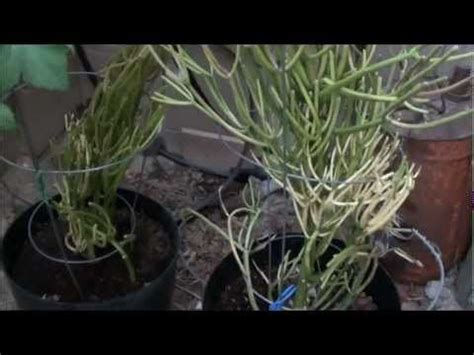 Its plant name is euphorbia tirucalli. Planting Firestick Cactus Cuttings - Pencil Cactus ...