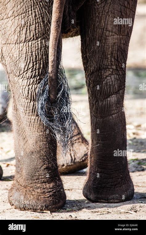 African Elephants With Their Trunks Stock Photo Alamy