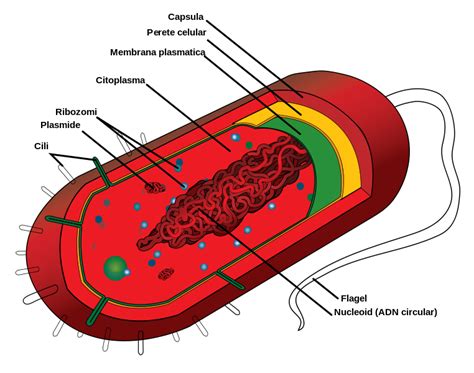 Fileprokaryote Cell Rosvg Wikipedia
