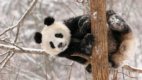Animals Pandas Bears Cute Wallpapers Hd Desktop And Mobile Backgrounds