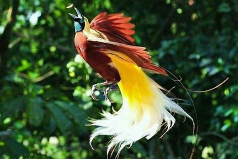 Gambar burung paling langka asli indonesia. 6 hewan langka yang hampir punah di Indonesia