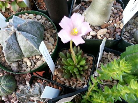 I actually got complimented on my lobster cleaning skills by a waiter in. Pin by Pam Firestone on gardening | Succulents, Plants ...
