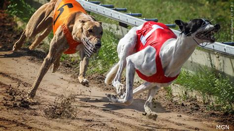 How Many Greyhound Tracks Are There In The Us