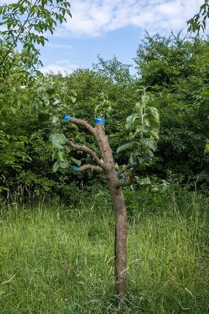 Premium Photo Grafting A Fruit Tree In Spring Grafted Apple Tree In