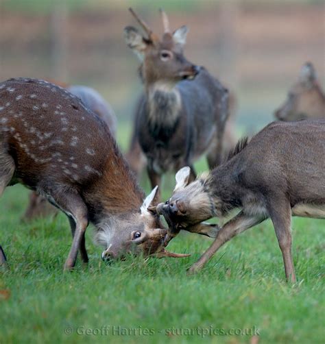 Rutting Deer Uk Photography By Geoff Harries