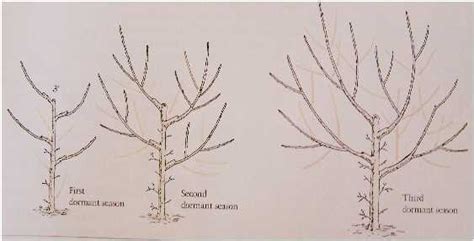 How To Prune A Plum Tree Diagram Free Wiring Diagram