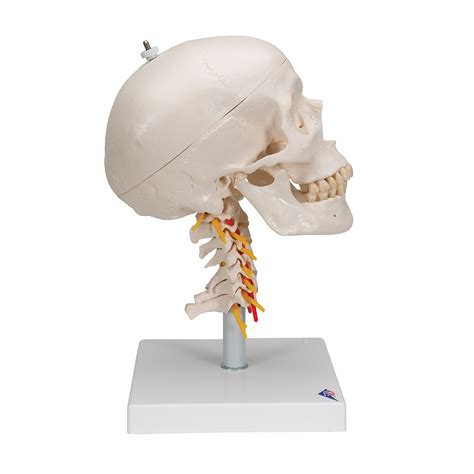 Life Size Human Skull Skeleton Cervical Vertebra Arteria Spine Spinal