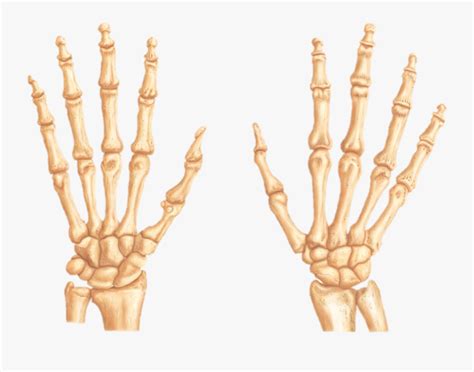 The bones of the human arm, like those of other primates, consist of one long bone , the humerus , in the arm. Transparent Skeleton Hand Png - Bones Of The Right Hand ...