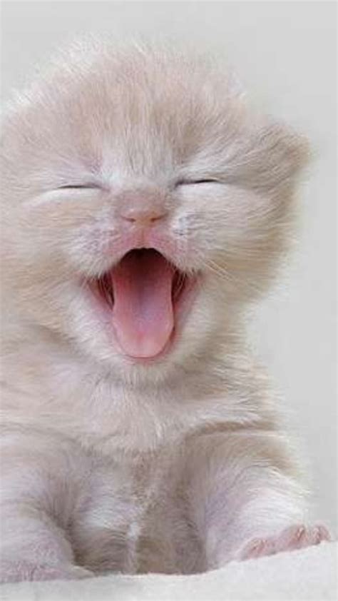 Tatlı Kedi Fotoğrafları Pinterest