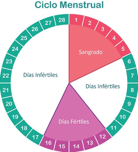 esquema del ciclo menstrual ¡fotos and guía 2024