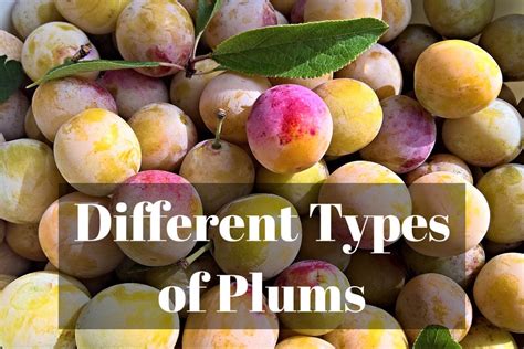 15 Different Types Of Plums With Images Asian Recipe