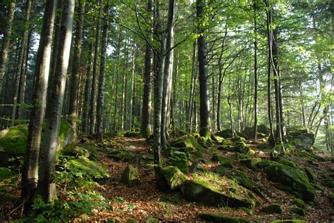 Primato Di Boschi Mai Tante Foreste In Italia Sono 11 Milioni Di