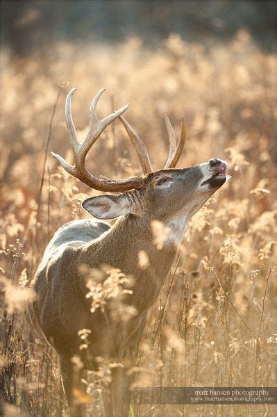 Matt Hansen Photography Professional Whitetail Deer