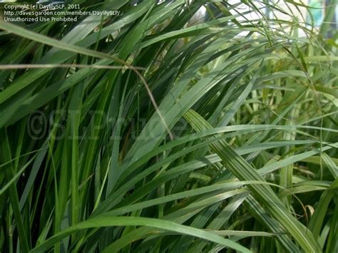 Plantfiles Pictures Calamagrostis Feather Reed Grass Karl Foerster