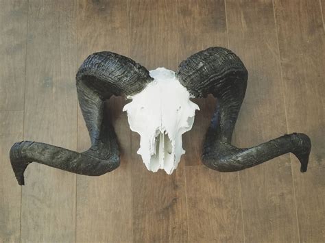 Sale Real Ram Skull With Beautiful Curve Etsy Ram Skull Skull Eye Art