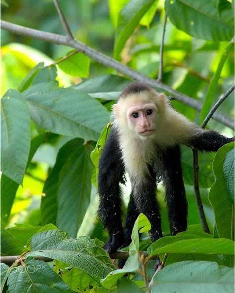 White Headed Capuchin Monkey Capuchin Monkey Primates Animal Pictures