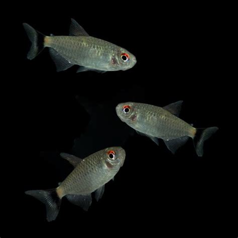 Redeye Tetras Add On Collection Glofish Llc