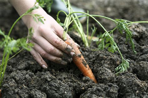 Frugal Fall Gardening Tips For The Cool Months Ahead