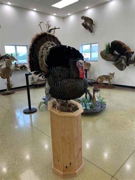 Full Strut Turkey Mounts Stehlings Taxidermy