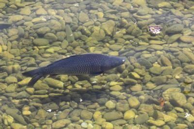 Common types of edible fish found in malaysia. Fastest Growing Edible Freshwater Fish for Ponds ...