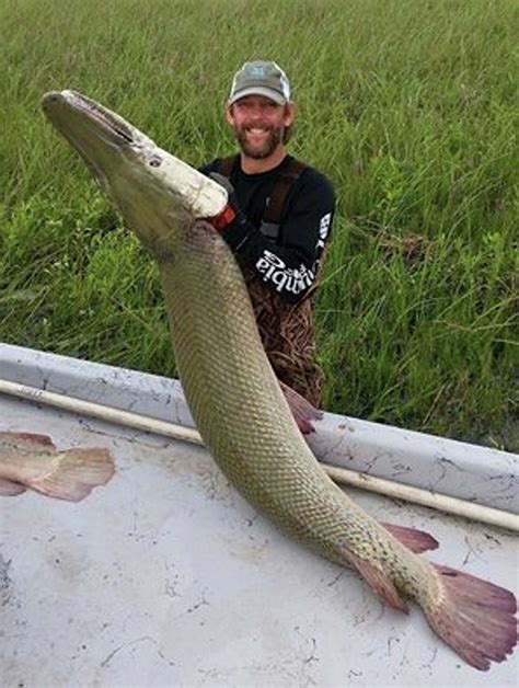 Texas Fishing Matagorda Bay Alligator Gar Is A Real Monster