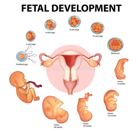 Etapas Del Desarrollo Embrionario Humano Stock de ilustración Ilustración de desarrollo salud